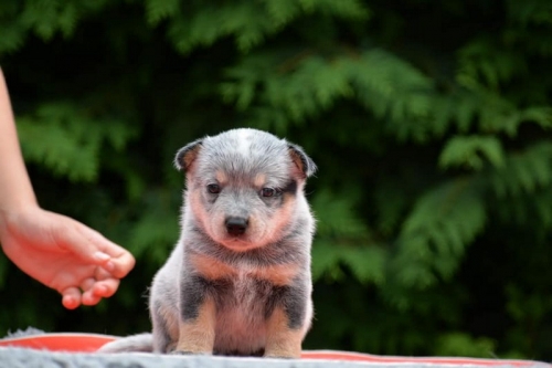 HOLY - female - 4,5 weeks old